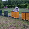Vytáčení medu 2014